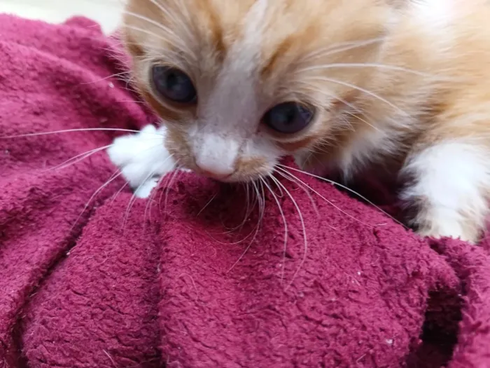 Gato raça SRD-ViraLata idade Abaixo de 2 meses nome 1 filhote 