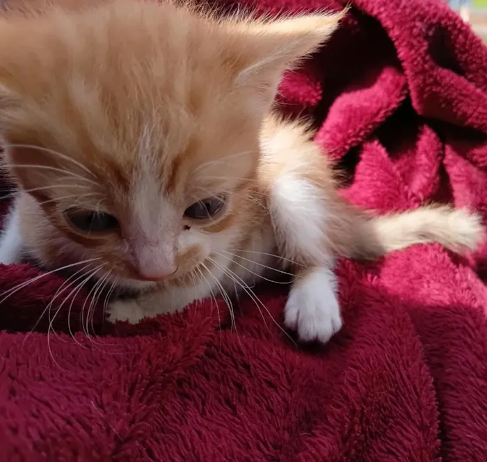 Gato raça SRD-ViraLata idade Abaixo de 2 meses nome 1 filhote 