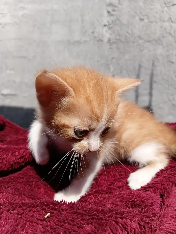 Gato raça SRD-ViraLata idade Abaixo de 2 meses nome 1 filhote 