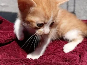 Gato raça SRD-ViraLata idade Abaixo de 2 meses nome 1 filhote 