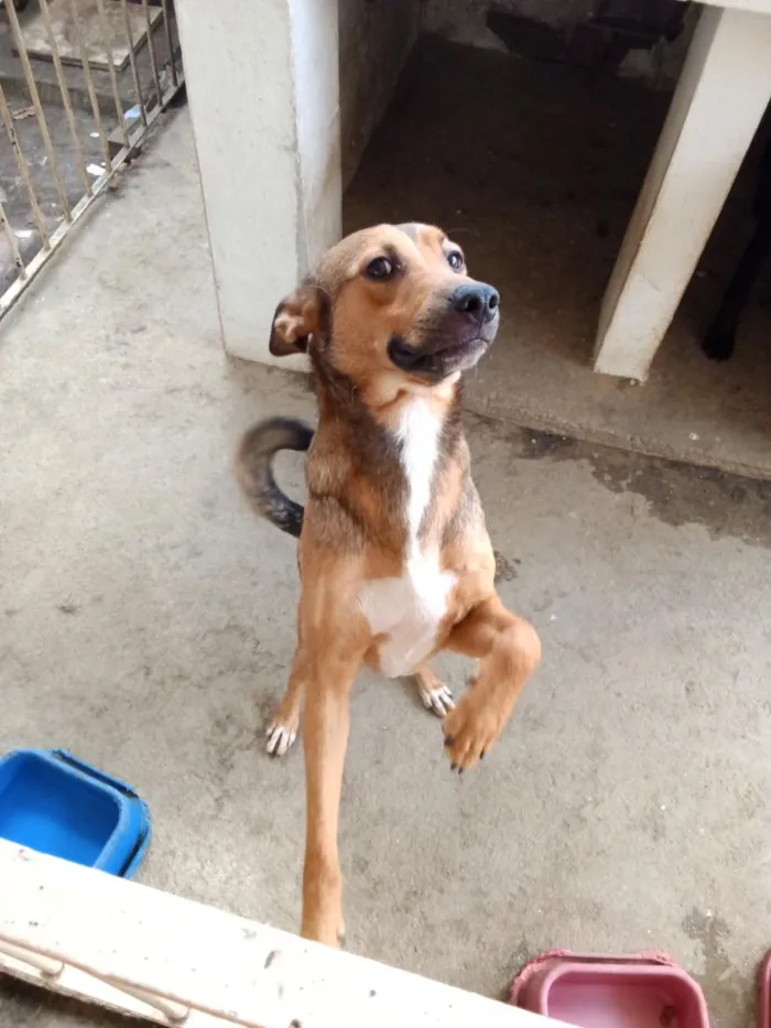 Cachorro raça SRD-ViraLata idade 1 ano nome NASUS