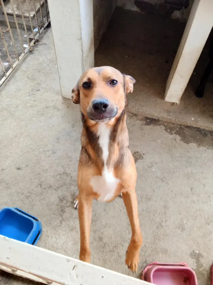 Cachorro raça SRD-ViraLata idade 1 ano nome NASUS
