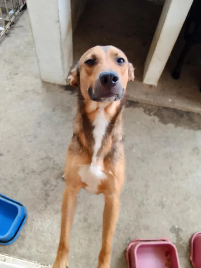 Cachorro raça SRD-ViraLata idade 1 ano nome NASUS