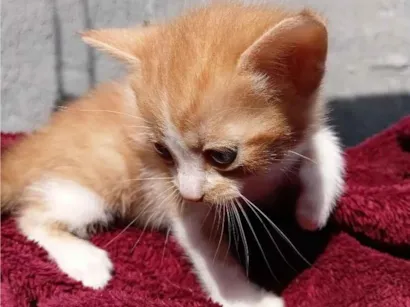 Gato raça SRD-ViraLata idade Abaixo de 2 meses nome 1 filhote 
