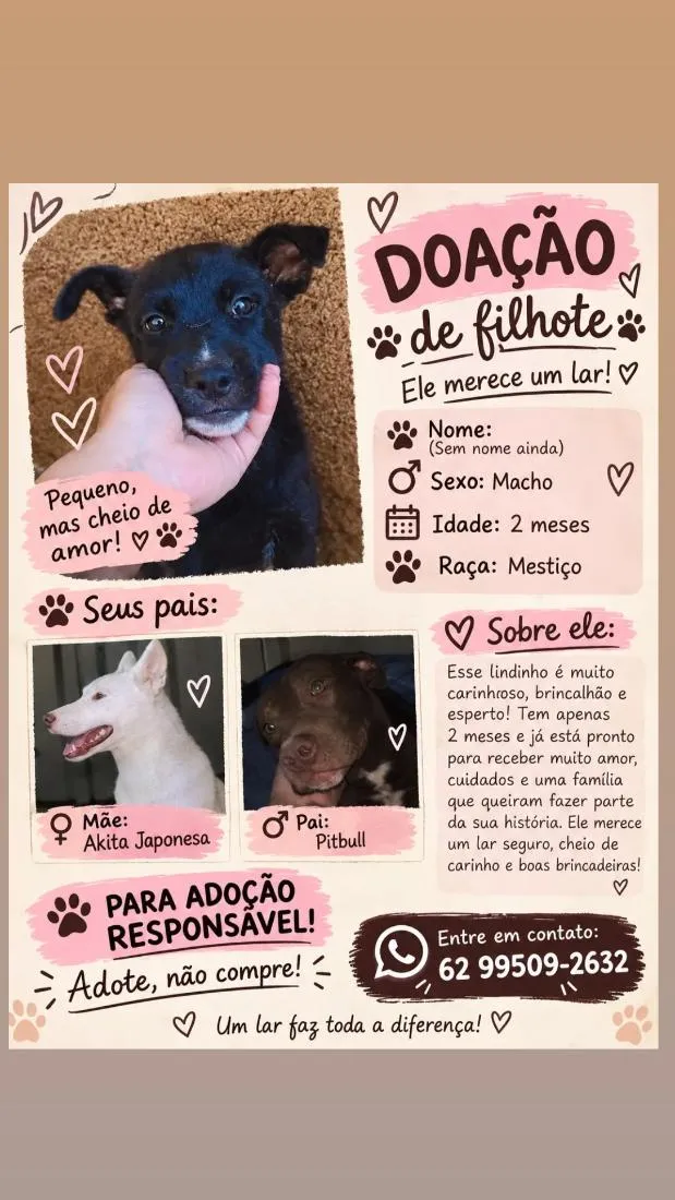 Cachorro raça SRD-ViraLata idade 2 a 6 meses nome ainda não tem nome 