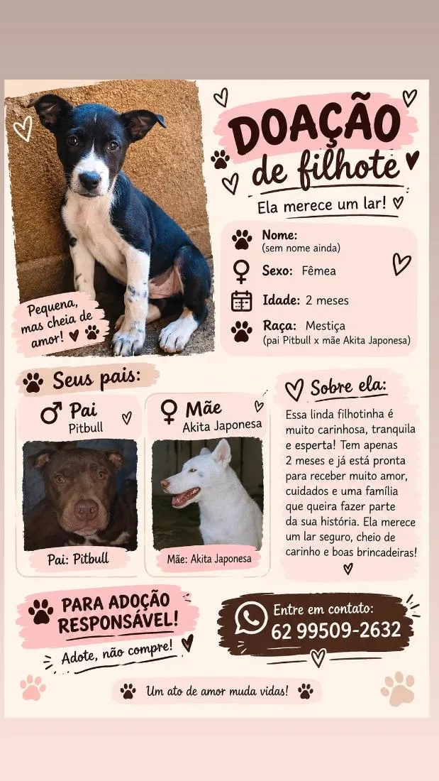 Cachorro raça SRD-ViraLata idade 2 a 6 meses nome ainda não tem nome 
