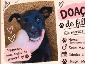 Cachorro raça SRD-ViraLata idade 2 a 6 meses nome ainda não tem nome 