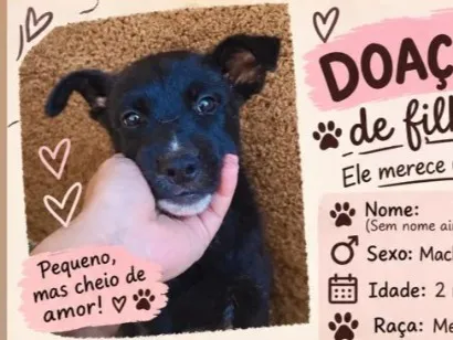 Cachorro raça SRD-ViraLata idade 2 a 6 meses nome ainda não tem nome 