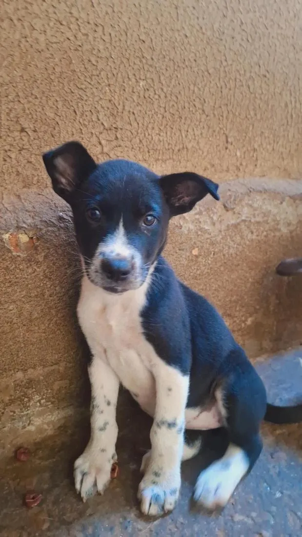 Cachorro raça SRD-ViraLata idade 2 a 6 meses nome Não tem nome ainda 