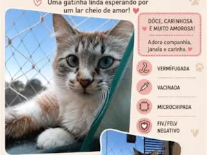 Gato raça SRD-ViraLata idade 3 anos nome Myleide