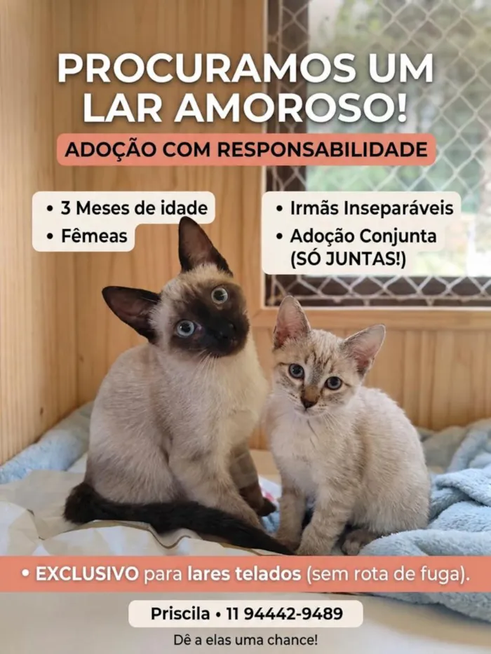 Gato raça SRD-ViraLata idade 2 a 6 meses nome Yoo-Jin e Minji