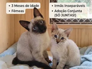 Gato raça SRD-ViraLata idade 2 a 6 meses nome Yoo-Jin e Minji