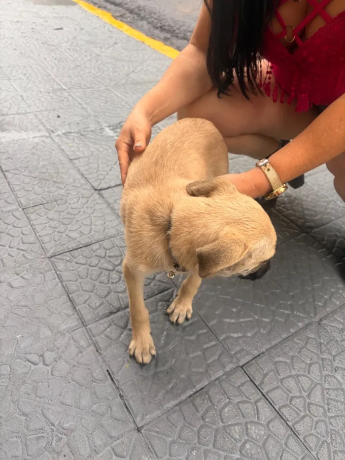 Cachorro raça SRD-ViraLata idade 2 anos nome Scott 