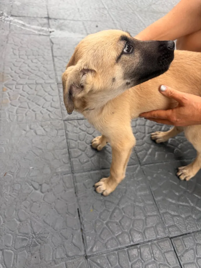 Cachorro raça SRD-ViraLata idade 2 anos nome Scott 