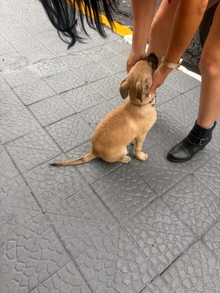 Cachorro raça SRD-ViraLata idade 2 anos nome Scott 