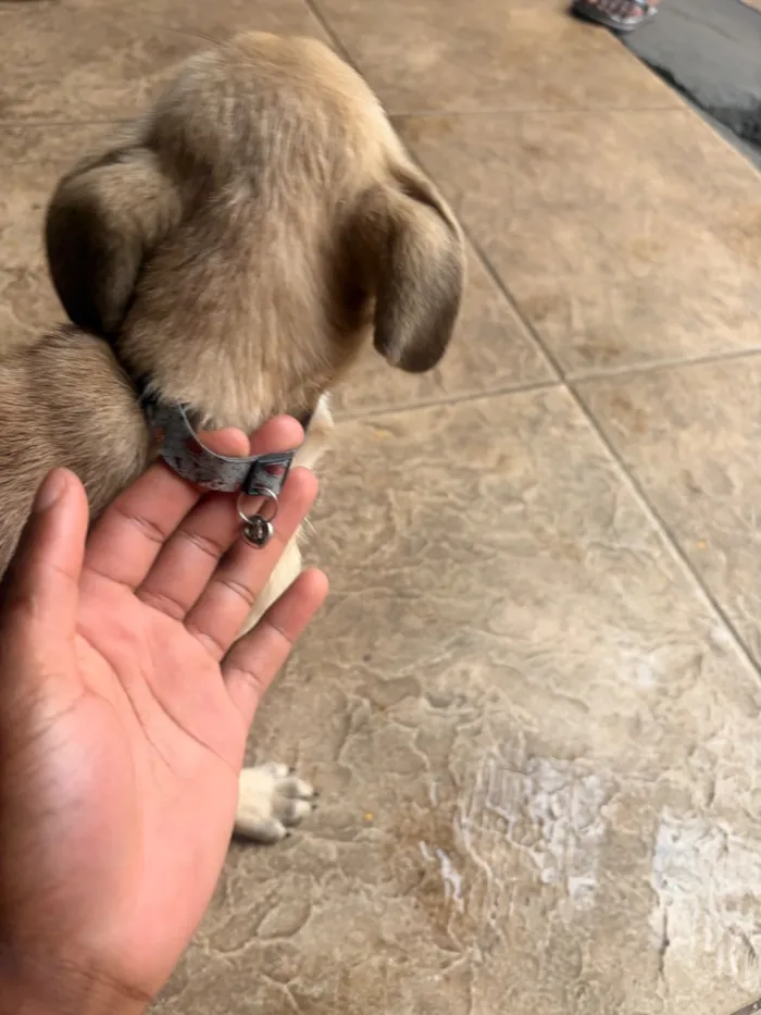 Cachorro raça SRD-ViraLata idade 2 anos nome Scott 
