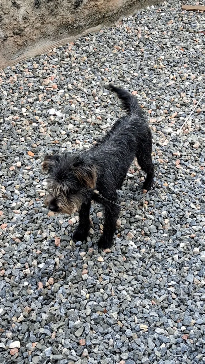 Cachorro raça SRD-ViraLata idade 1 ano nome fumaça 