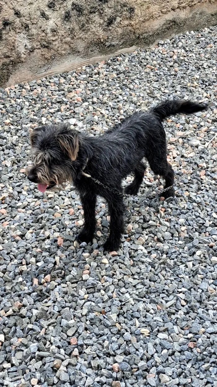Cachorro raça SRD-ViraLata idade 1 ano nome fumaça 