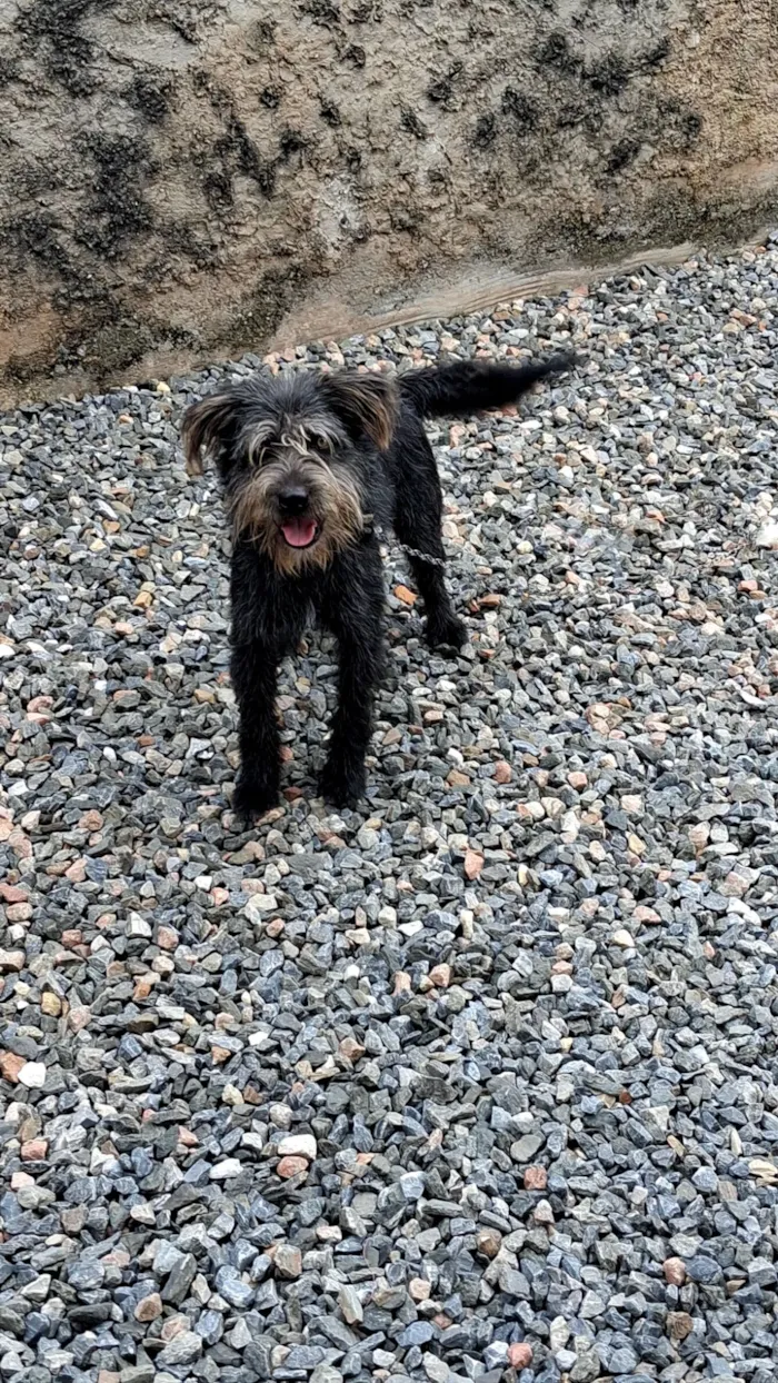 Cachorro raça SRD-ViraLata idade 1 ano nome fumaça 