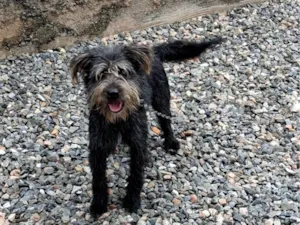 Cachorro raça SRD-ViraLata idade 1 ano nome fumaça 