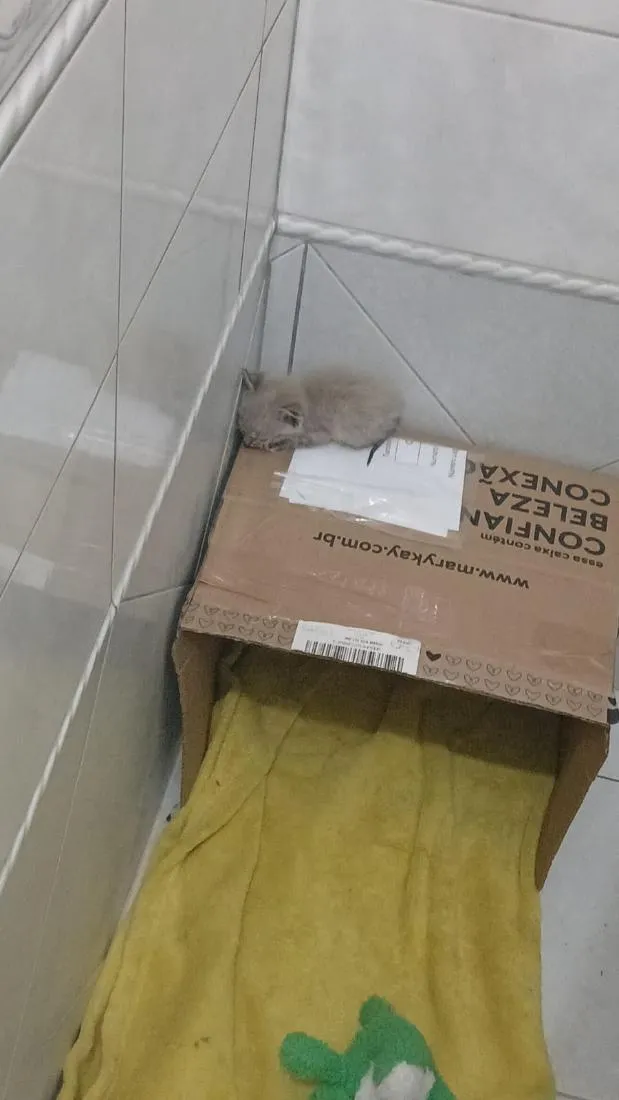 Gato raça Siamês idade Abaixo de 2 meses nome Sem nome