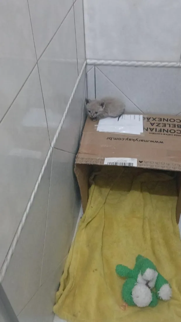 Gato raça Siamês idade Abaixo de 2 meses nome Sem nome