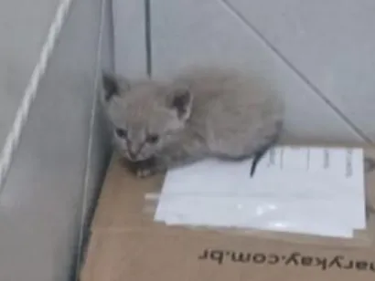 Gato raça Siamês idade Abaixo de 2 meses nome Sem nome