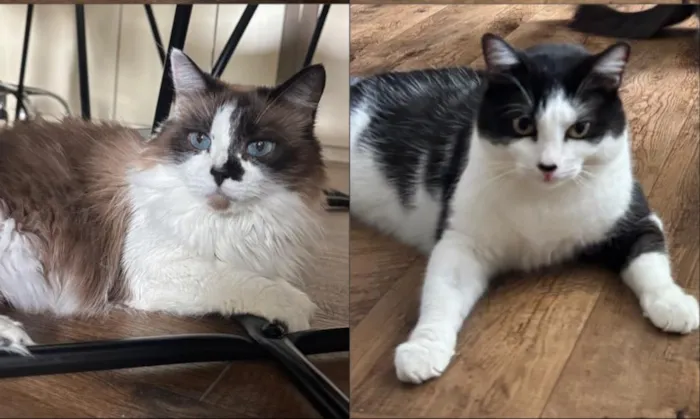 Gato raça SRD-ViraLata idade 6 ou mais anos nome Amora e Duque