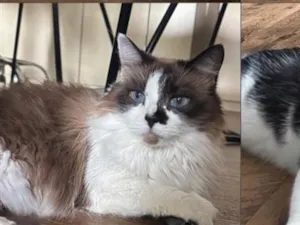 Gato raça SRD-ViraLata idade 6 ou mais anos nome Amora e Duque