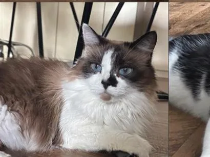 Gato raça SRD-ViraLata idade 6 ou mais anos nome Amora e Duque