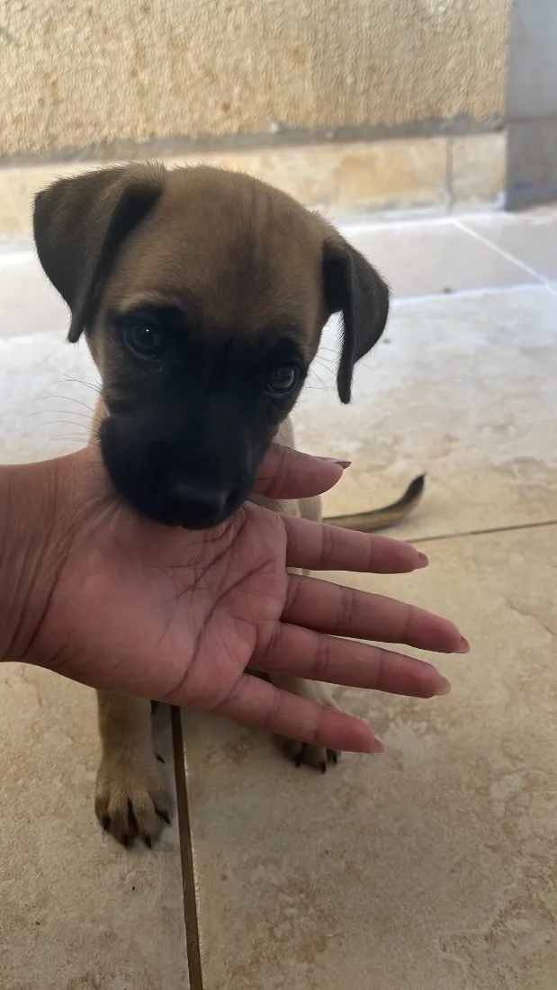 Cachorro raça SRD-ViraLata idade Abaixo de 2 meses nome Kiara