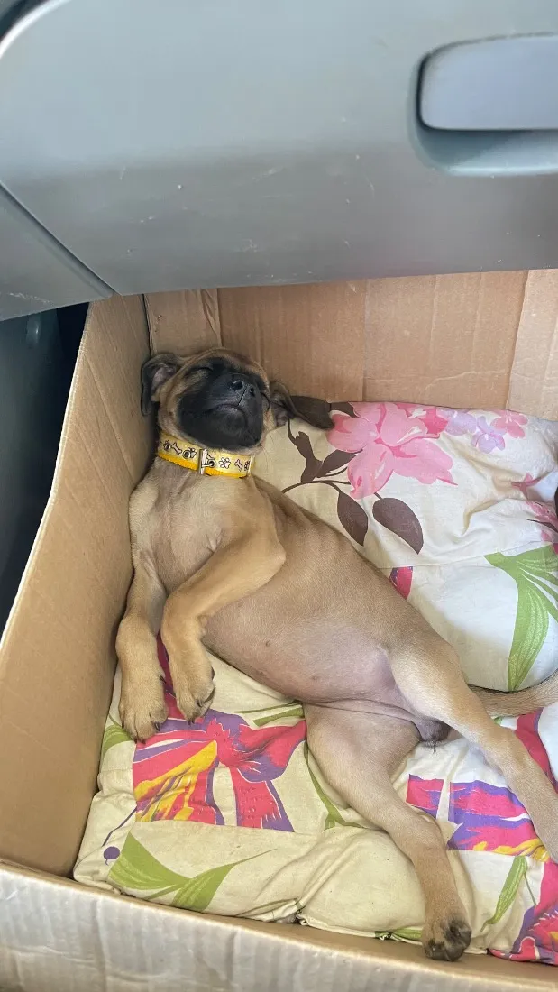 Cachorro raça SRD-ViraLata idade Abaixo de 2 meses nome Kiara