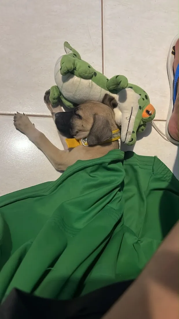Cachorro raça SRD-ViraLata idade Abaixo de 2 meses nome Kiara
