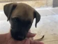 Kiara