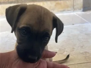 Cachorro raça SRD-ViraLata idade Abaixo de 2 meses nome Kiara
