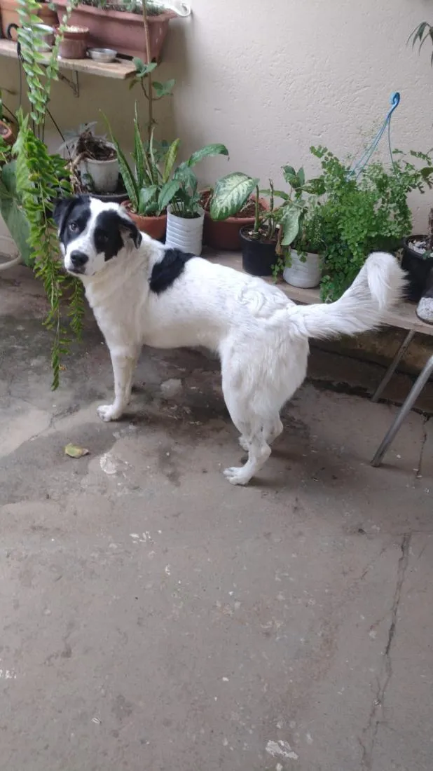Cachorro raça SRD-ViraLata idade 1 ano nome Fred