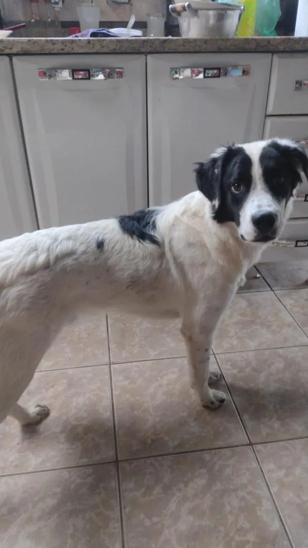 Cachorro raça SRD-ViraLata idade 1 ano nome Fred