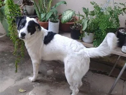 Cachorro raça SRD-ViraLata idade 1 ano nome Fred
