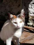 Mimi 