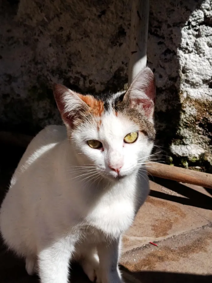 Gato raça SRD-ViraLata idade 7 a 11 meses nome Mimi 