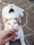 Mimi 
