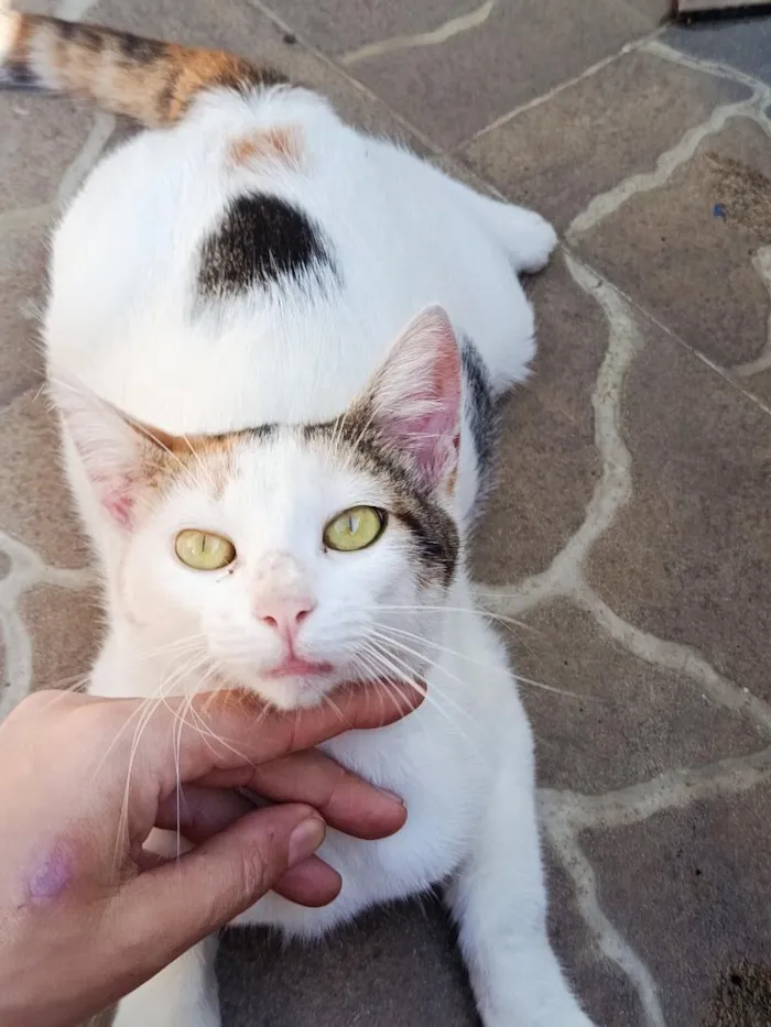 Gato raça SRD-ViraLata idade 7 a 11 meses nome Mimi 
