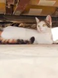 Mimi 