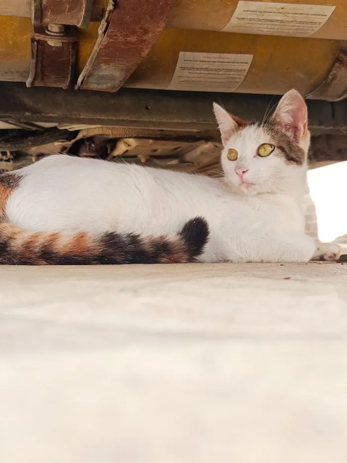 Gato raça SRD-ViraLata idade 7 a 11 meses nome Mimi 