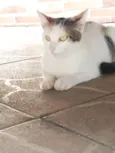 Mimi 