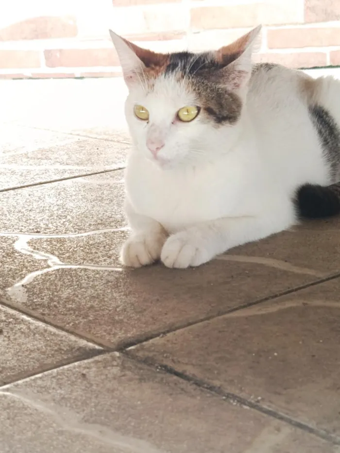 Gato raça SRD-ViraLata idade 7 a 11 meses nome Mimi 