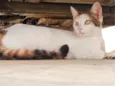 Mimi 