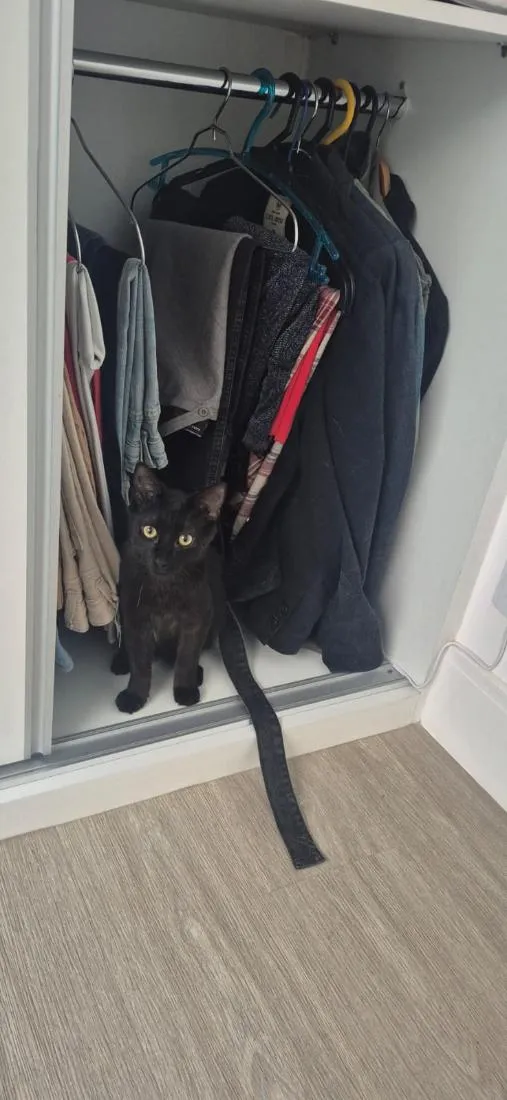 Gato raça SRD-ViraLata idade 7 a 11 meses nome Chapisco