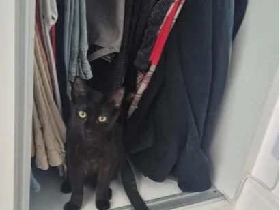 Gato raça SRD-ViraLata idade 7 a 11 meses nome Chapisco