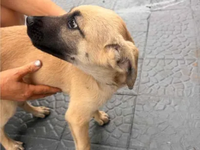 Cachorro raça SRD-ViraLata idade 2 anos nome Scott 